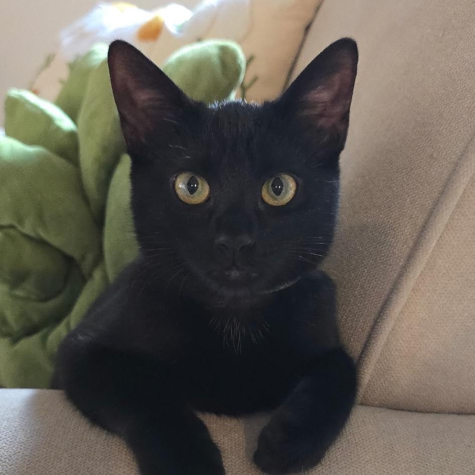 Musou (cat cafe adoption)