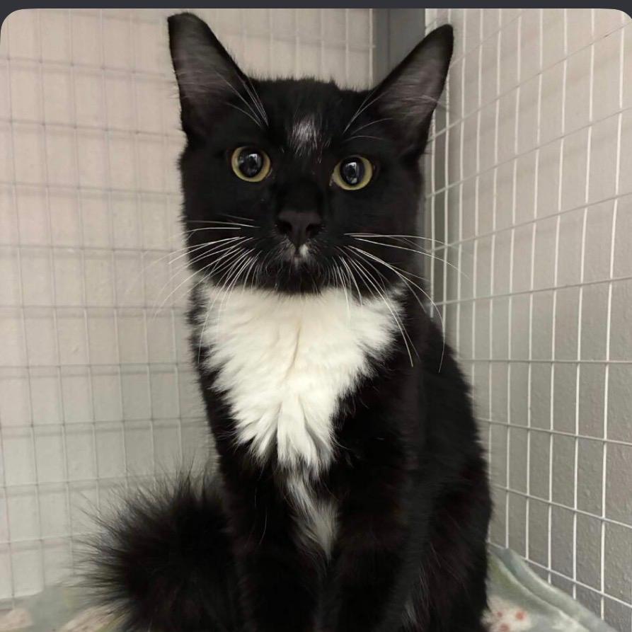Kuro (home adoption)