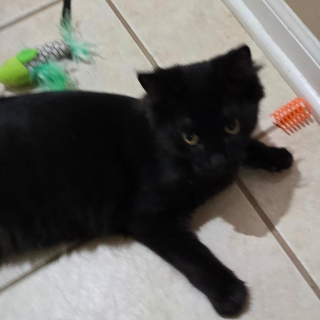 Loki