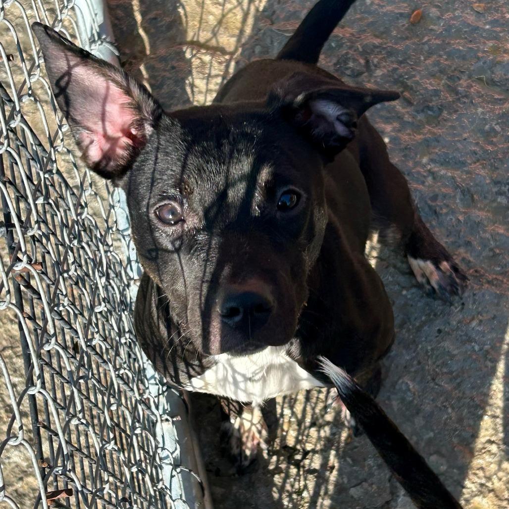 Delilah