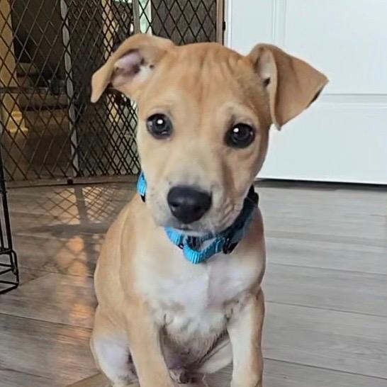 Chester Cheeto
