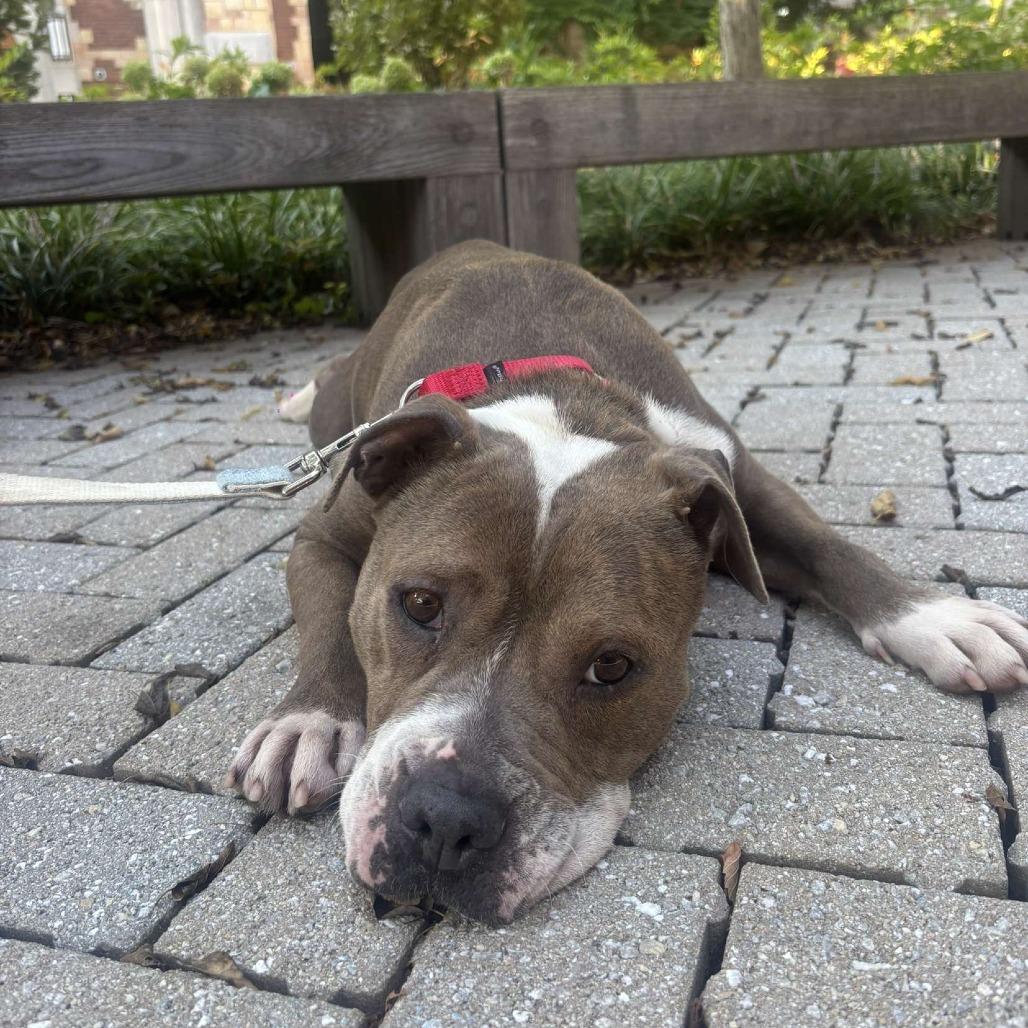 Mia