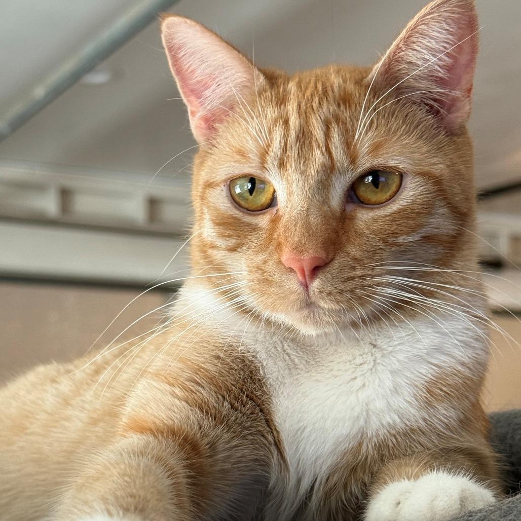 Mogwai