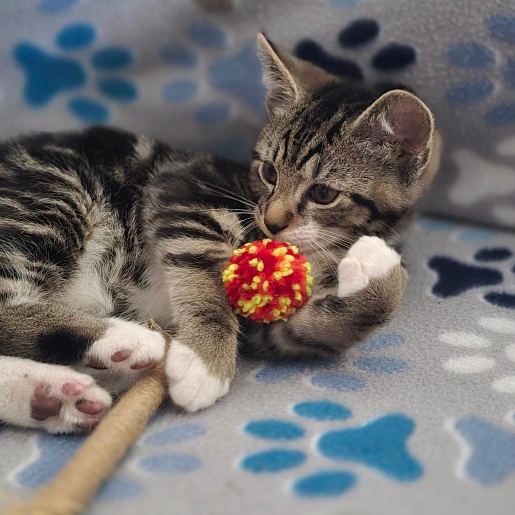 Gizmo (paired with Dilbert)