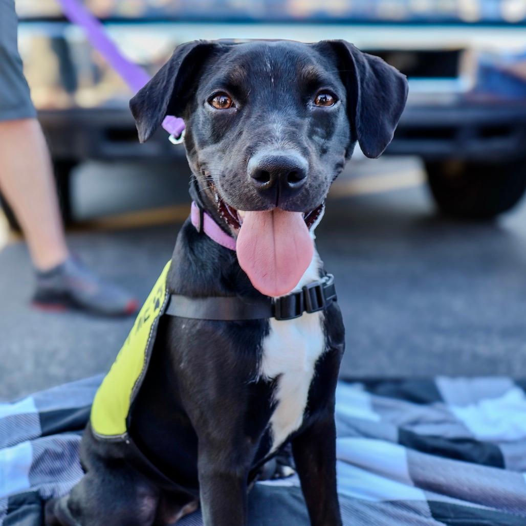 Nova