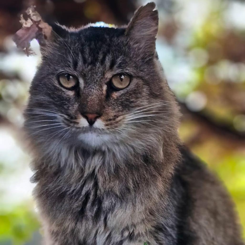 Oslo Barncat