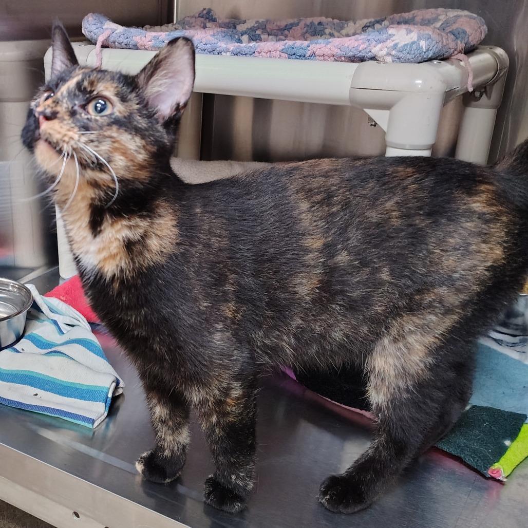 Kiki
