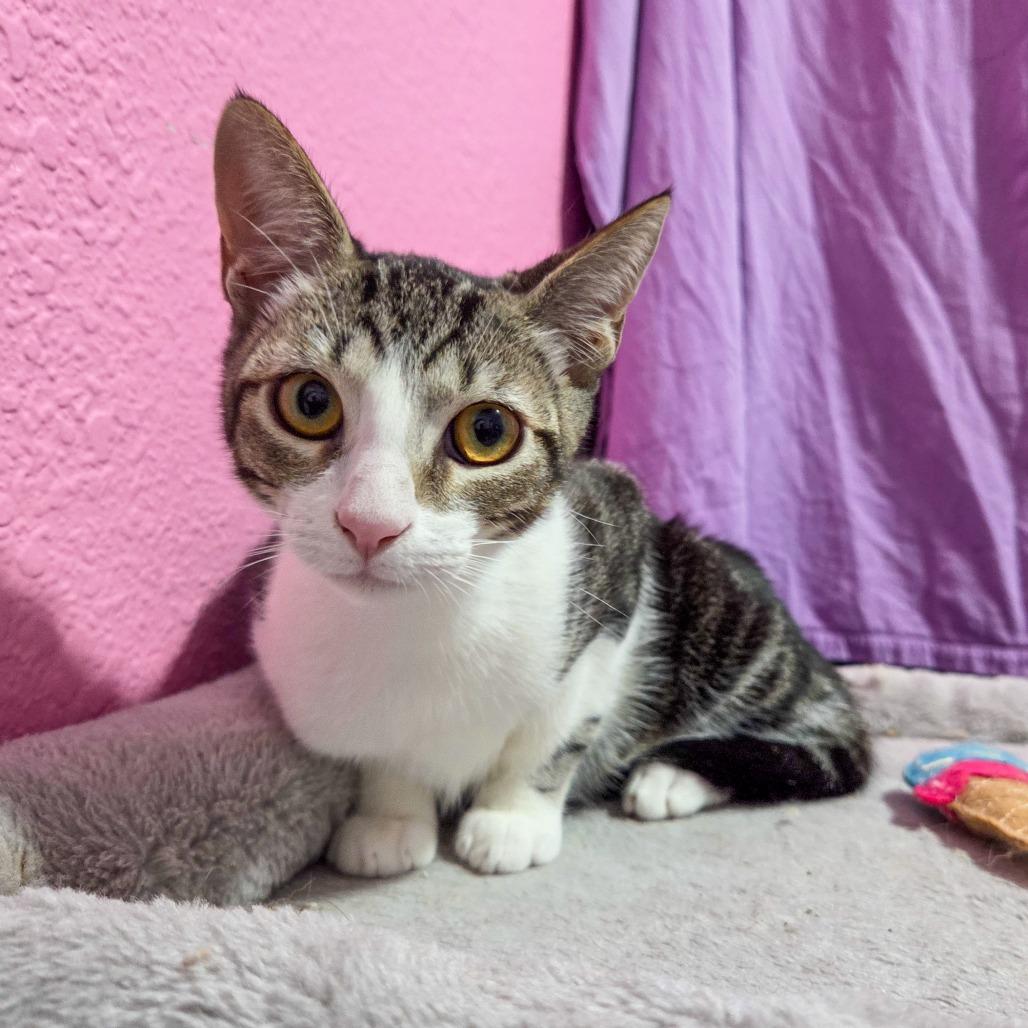 Gio