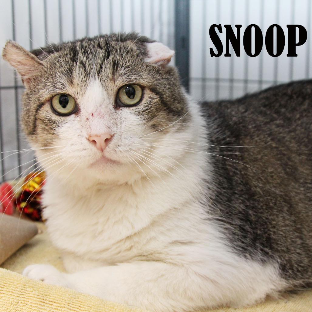 Snoop Catt