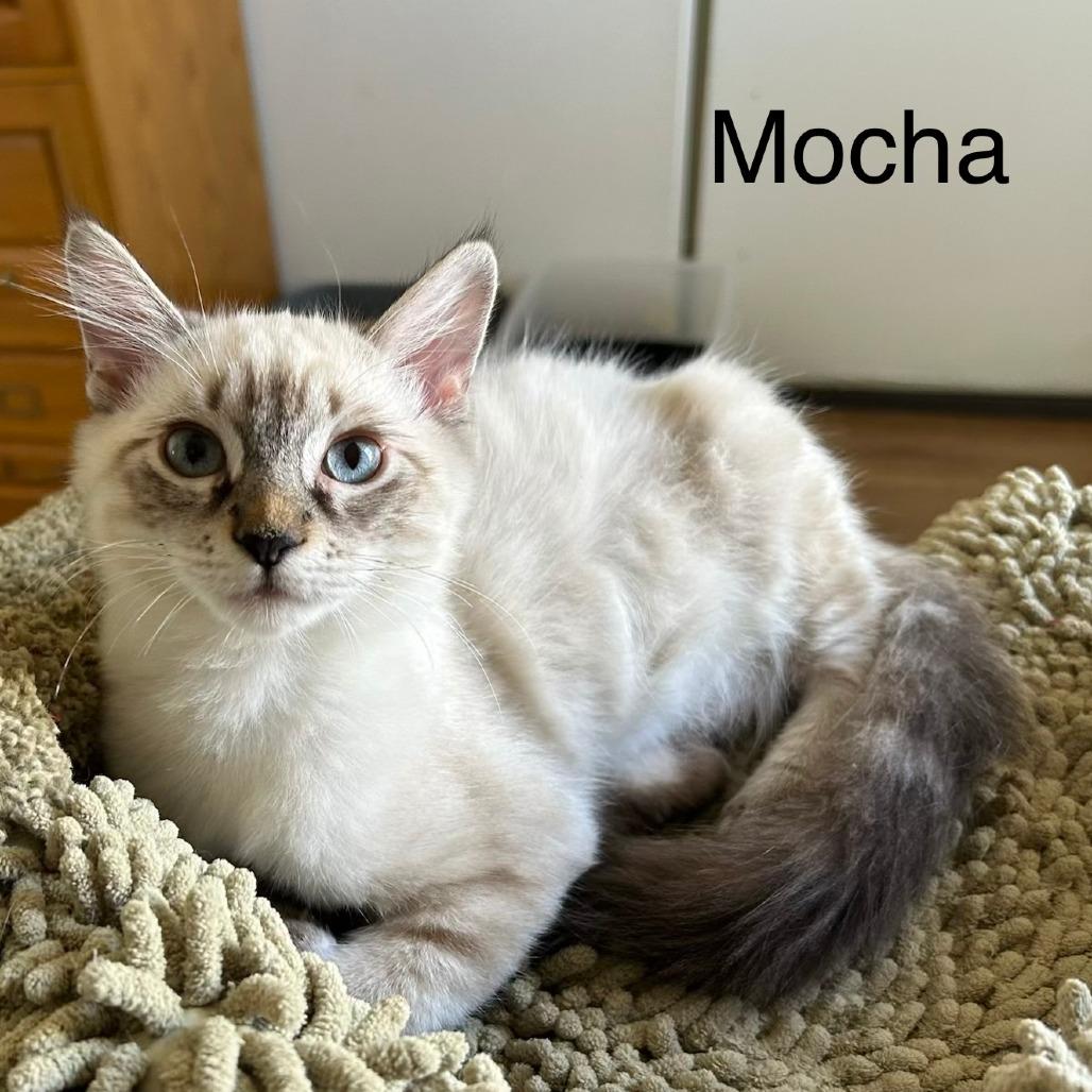 Mocha