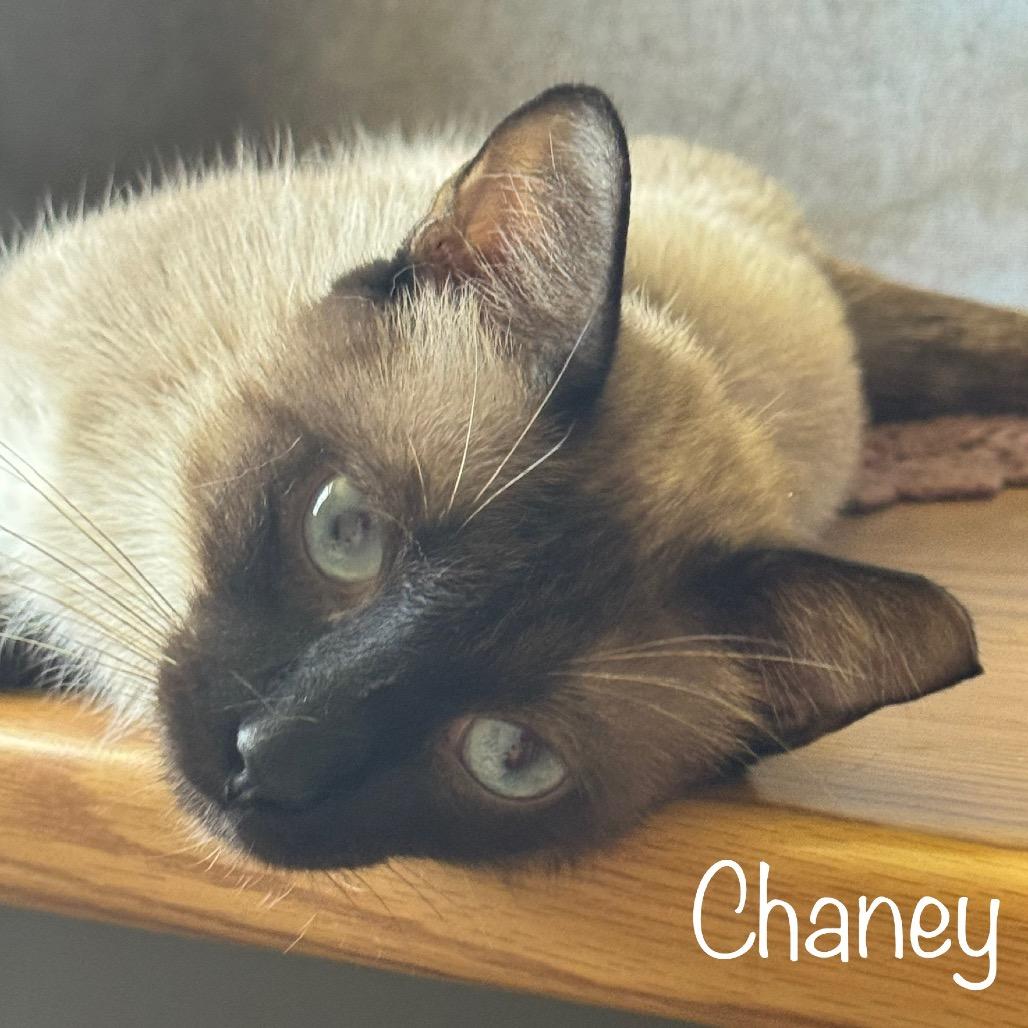 Chaney