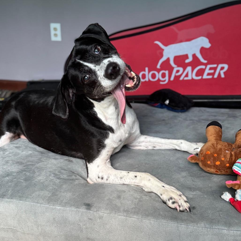 Pepper