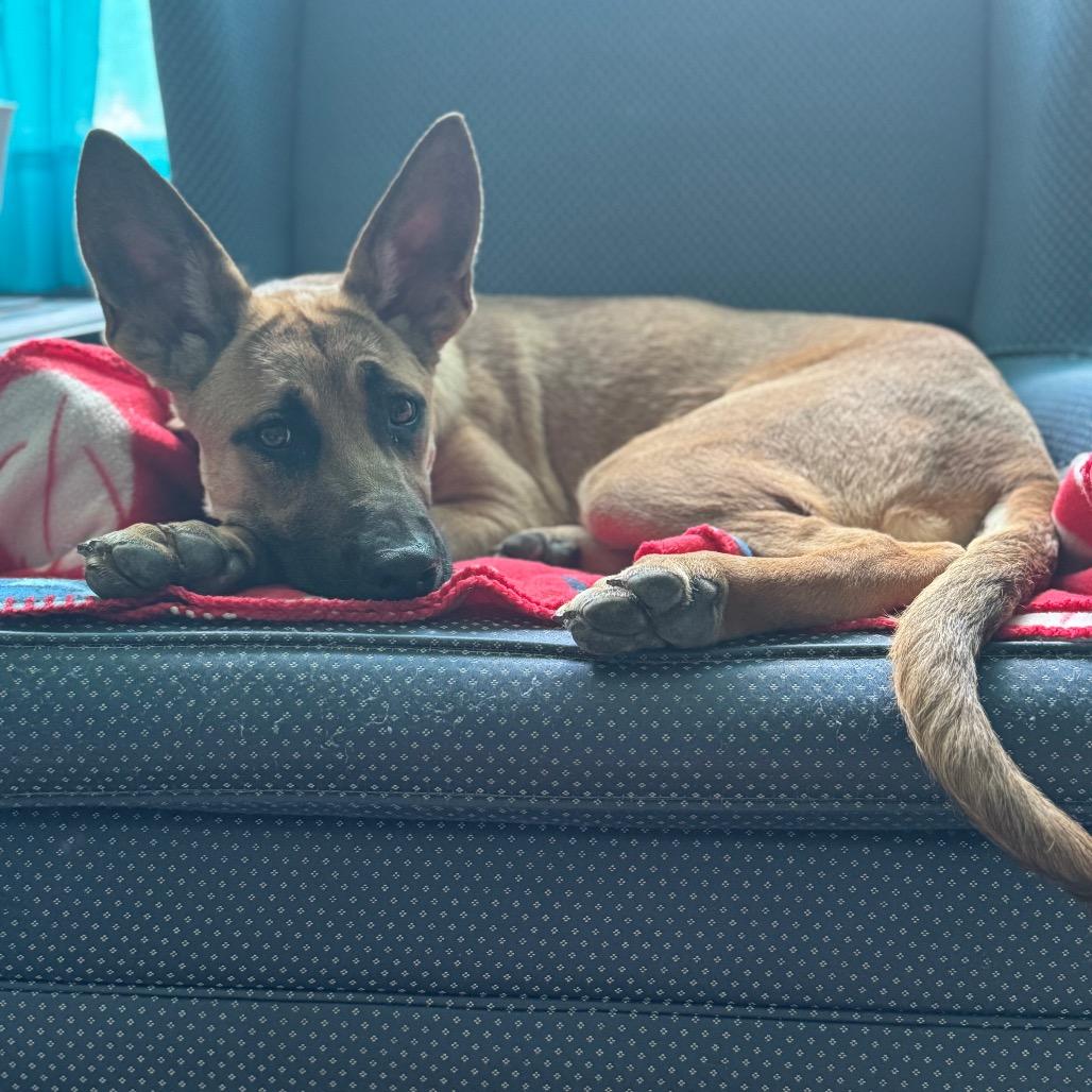 Nala