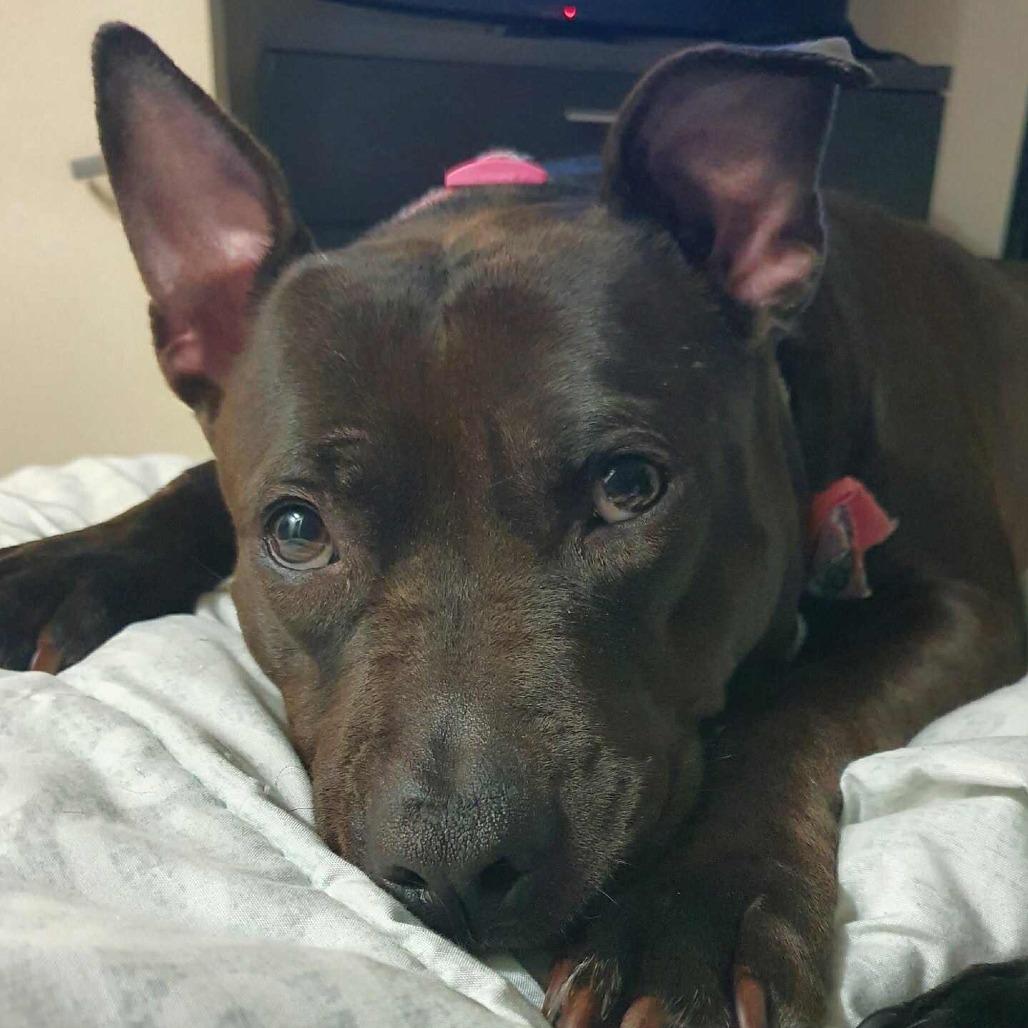 Jade (dog)