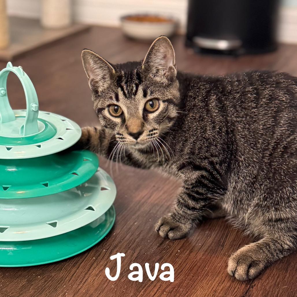 Java 