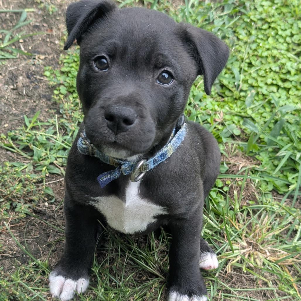 Kovu Nala Pup