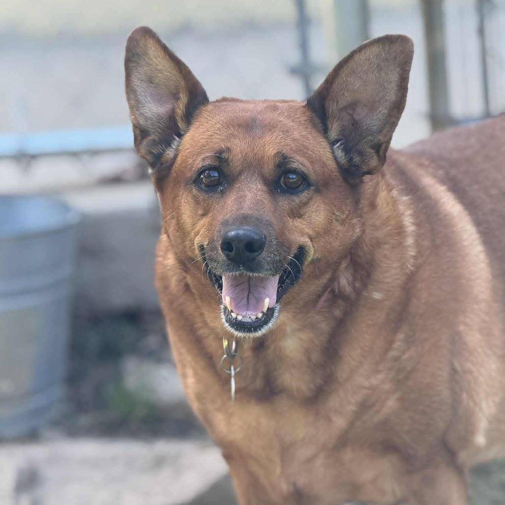 Pippa