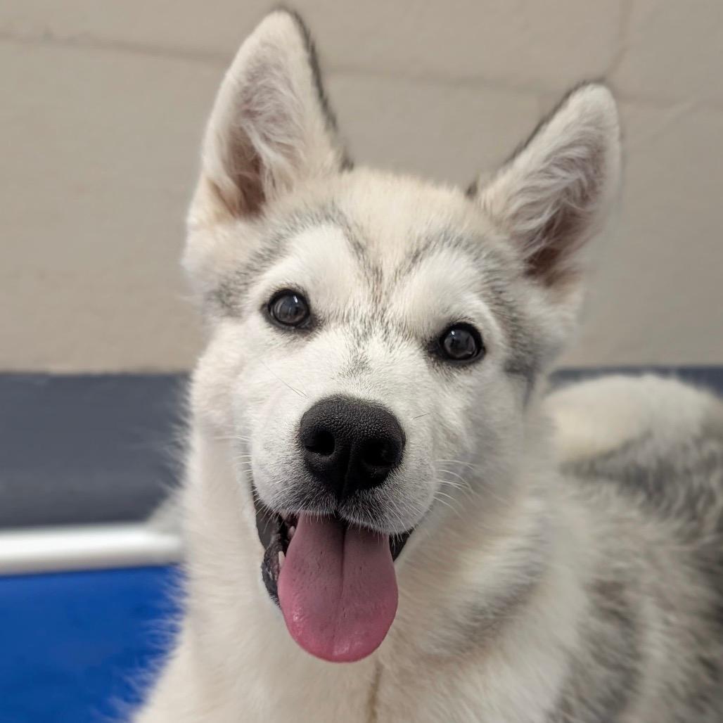 Boris (puppy) - ECAS