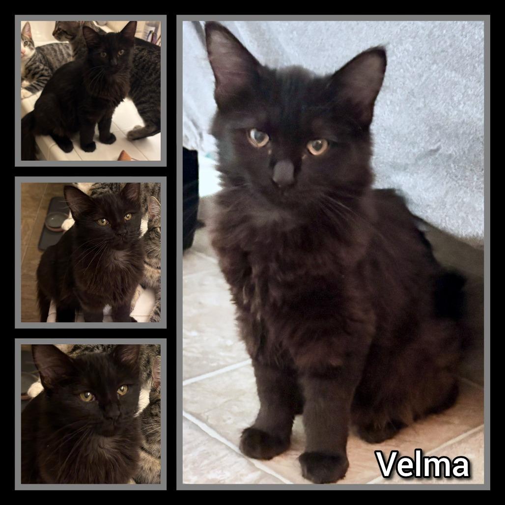Velma