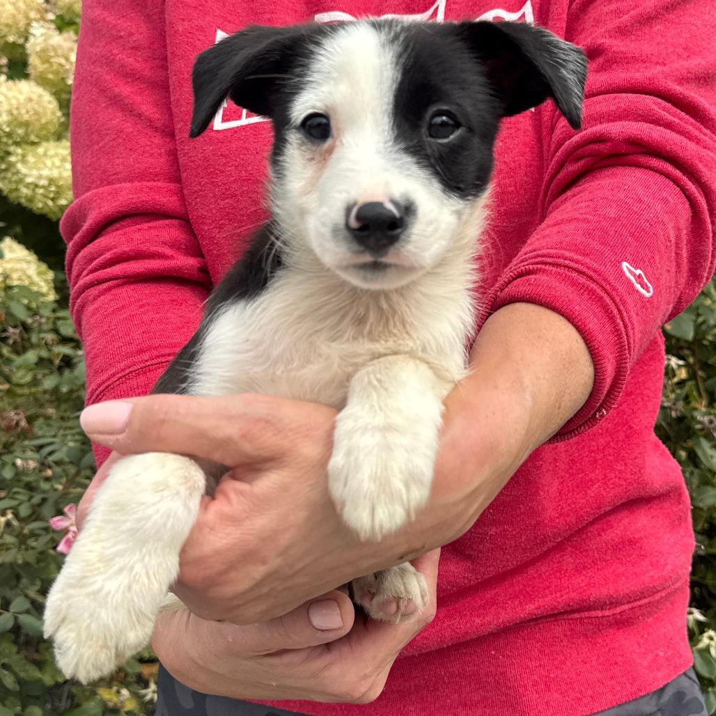 NY Arnold (Foster in Stormville)
