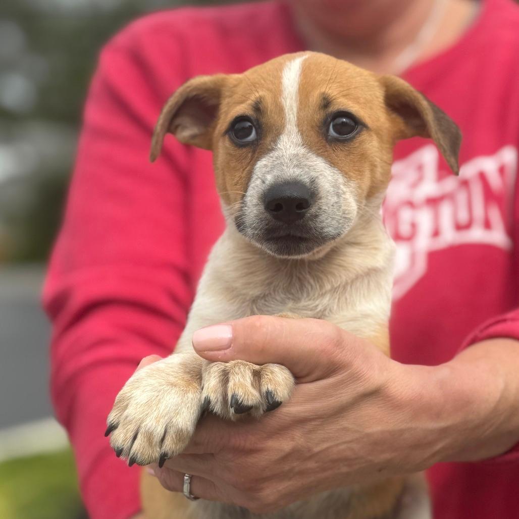 NY Gina (Foster in Stormville)