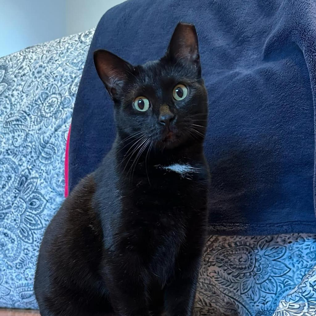 Panther (formerly Tipsy)