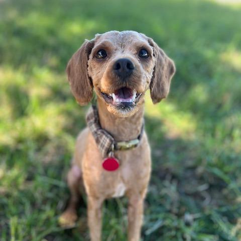 Beauregard