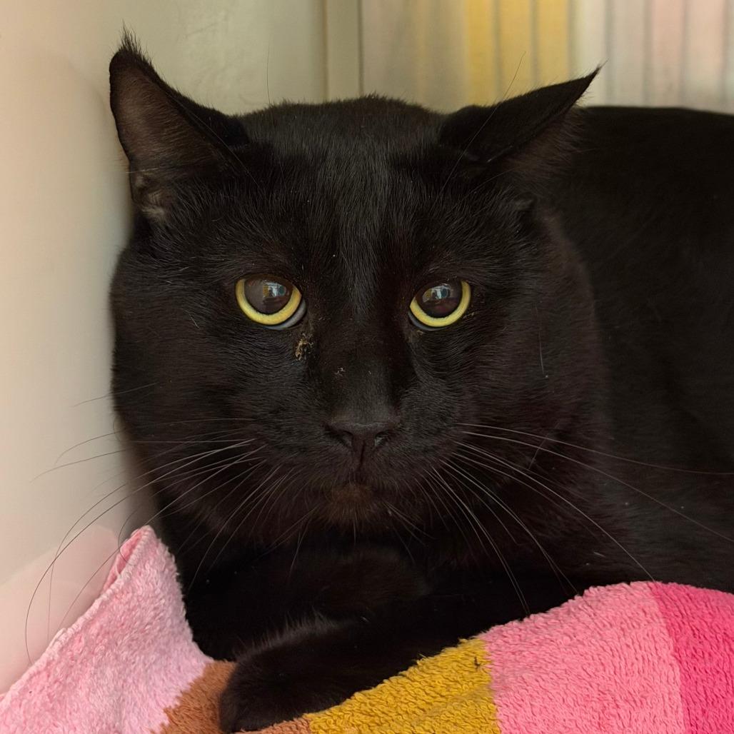 Max, the Real Panther