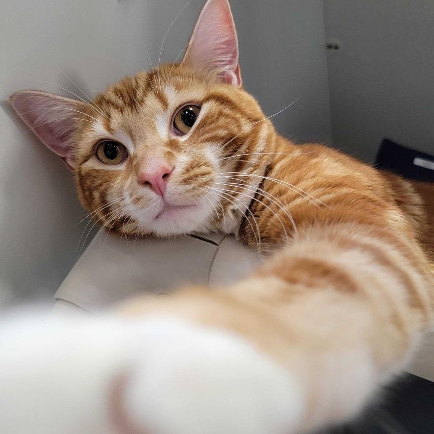 Ollie 