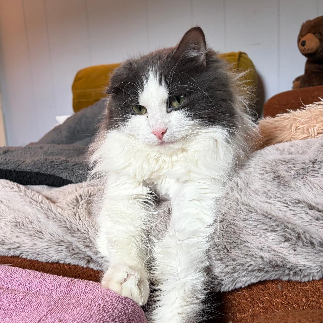 Skitter-In foster