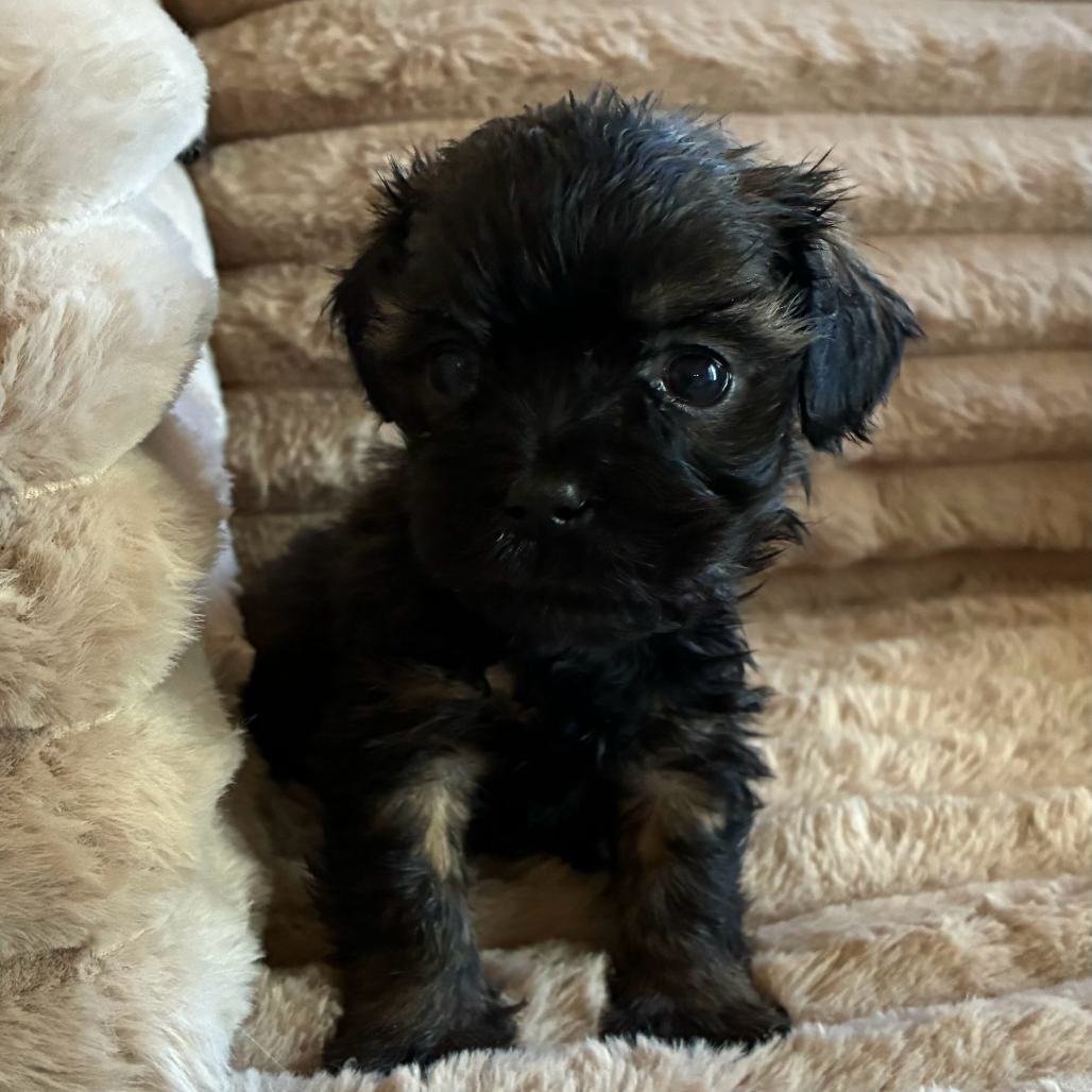 Max