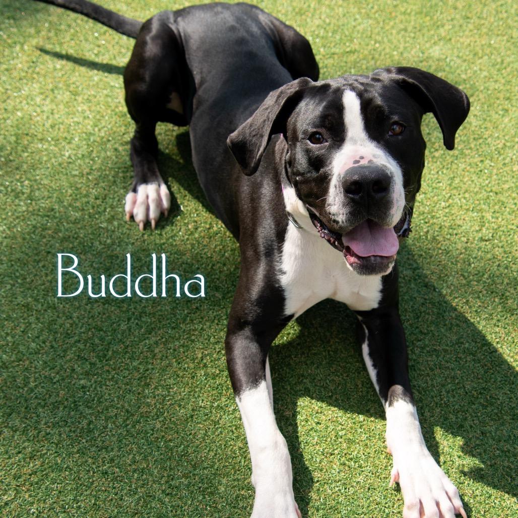 Buddha 