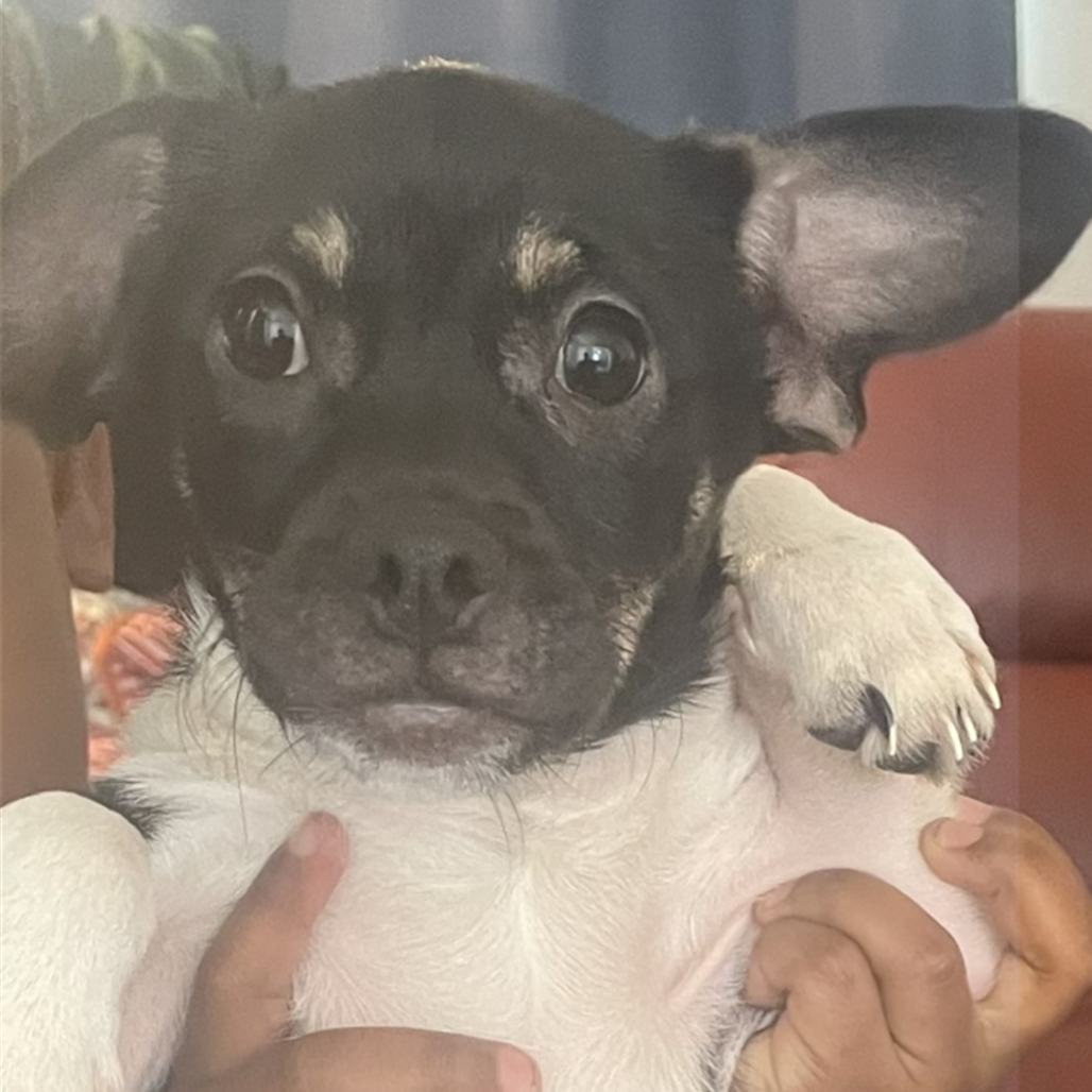 Lola