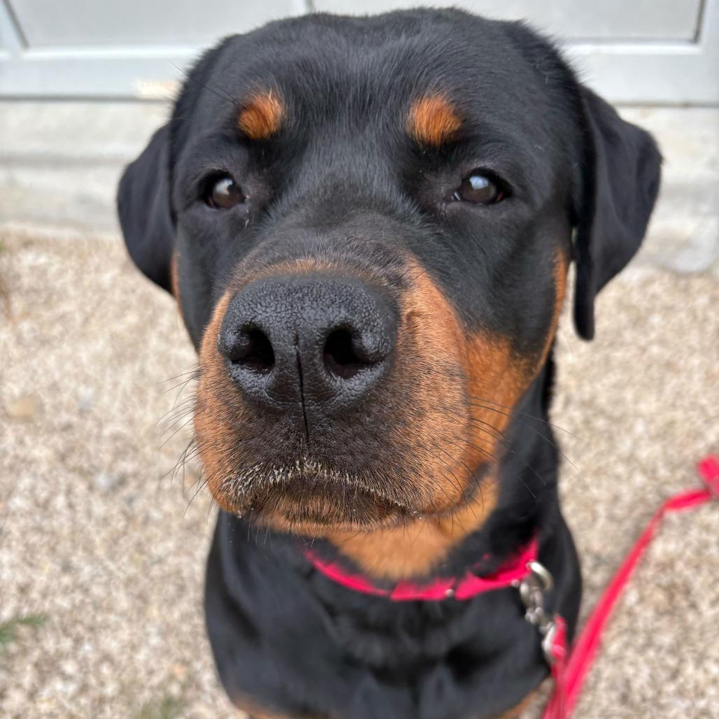 Bella