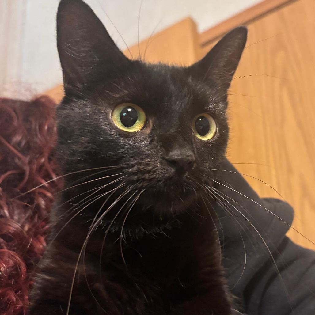 Smurf - Petsmart Belleville