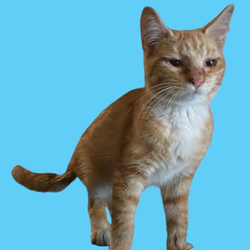 Alexis' Orange Tabby and White Male Kitten