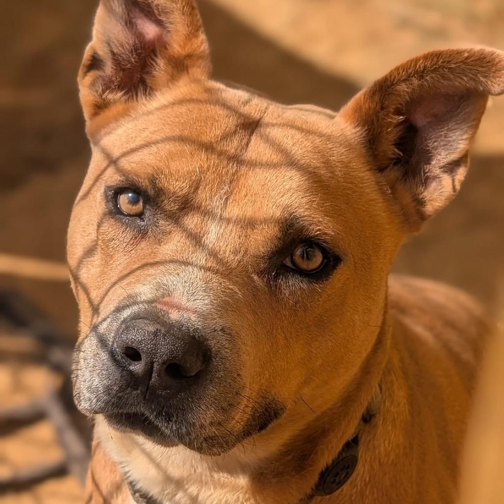 Seal (Adoption Fee-SPONSORED!)
