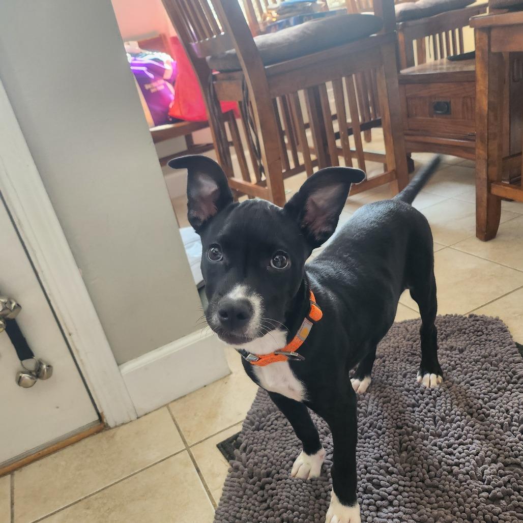 Lyla