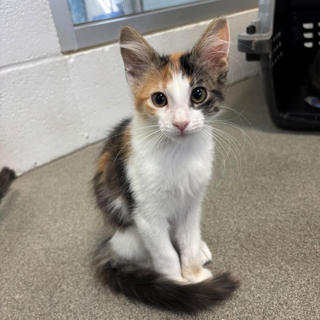 The Shy Little Kitten