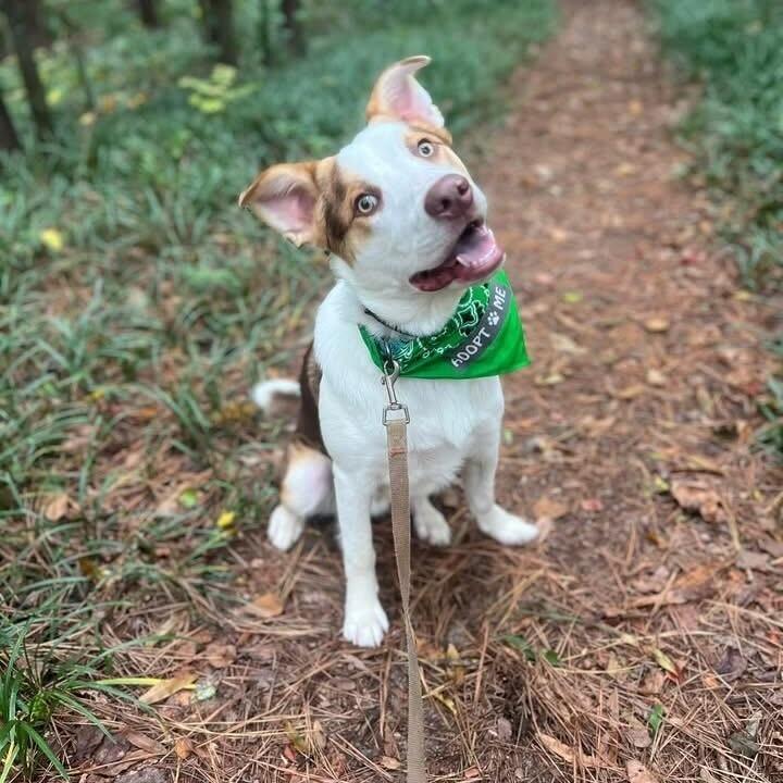 Merle