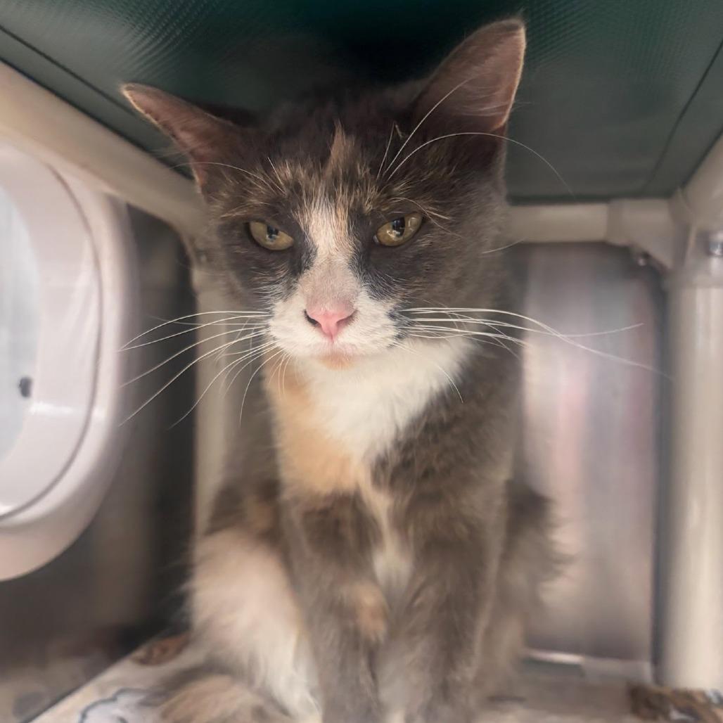 Lilly - Petsmart Belleville