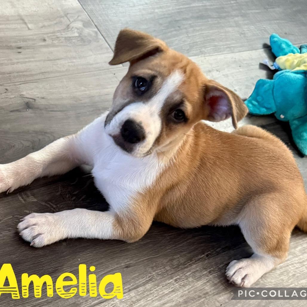 Amelia