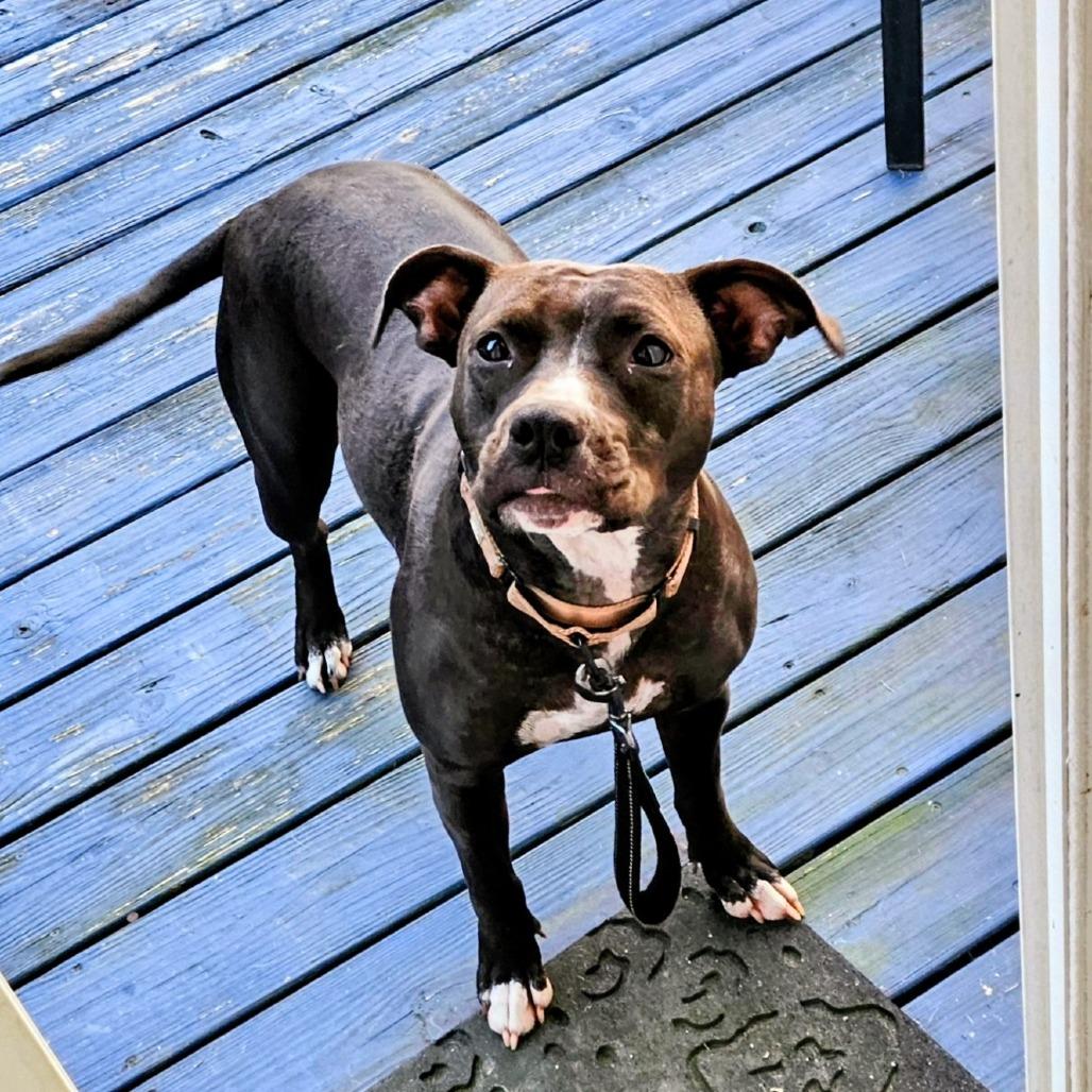 Chula