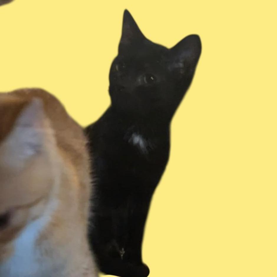 Alexis' Black Medium Haired Female Kitten