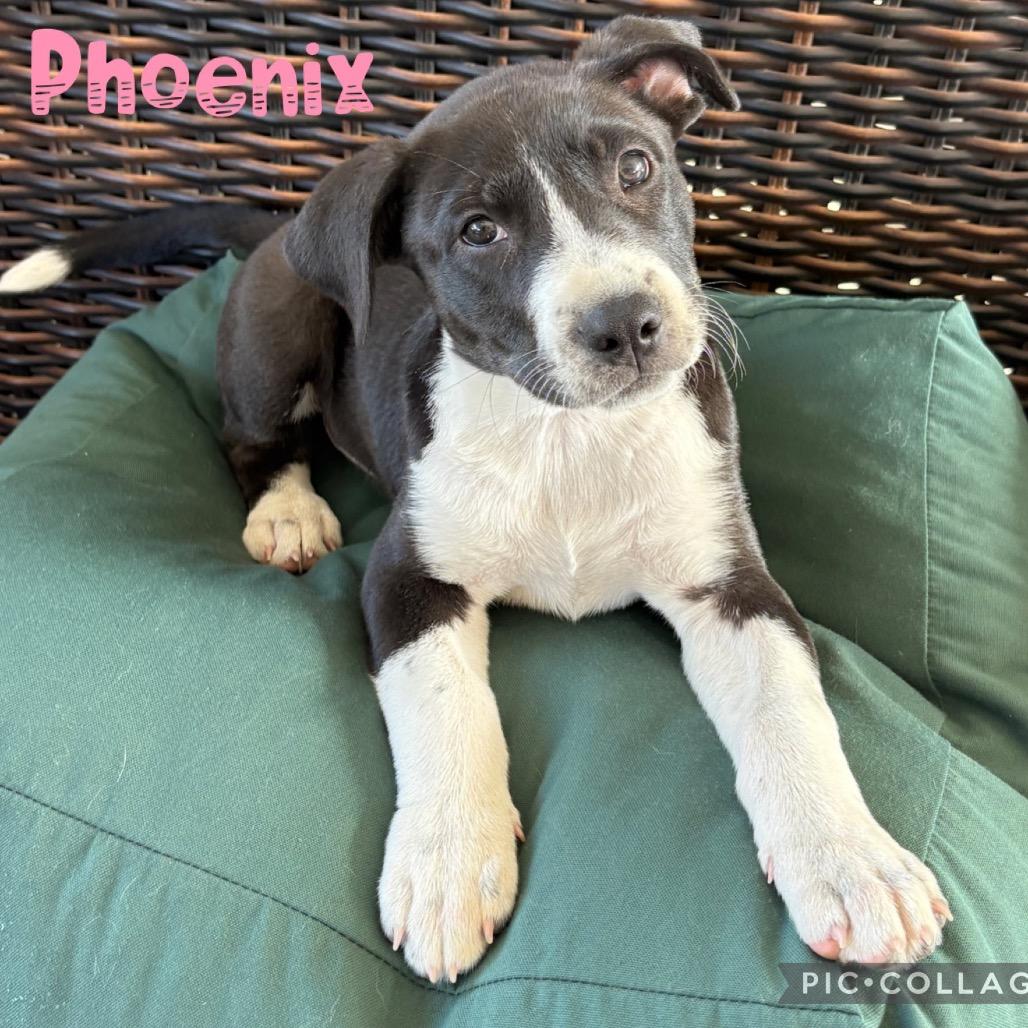Phoenix