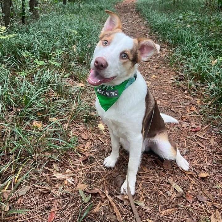 Merle