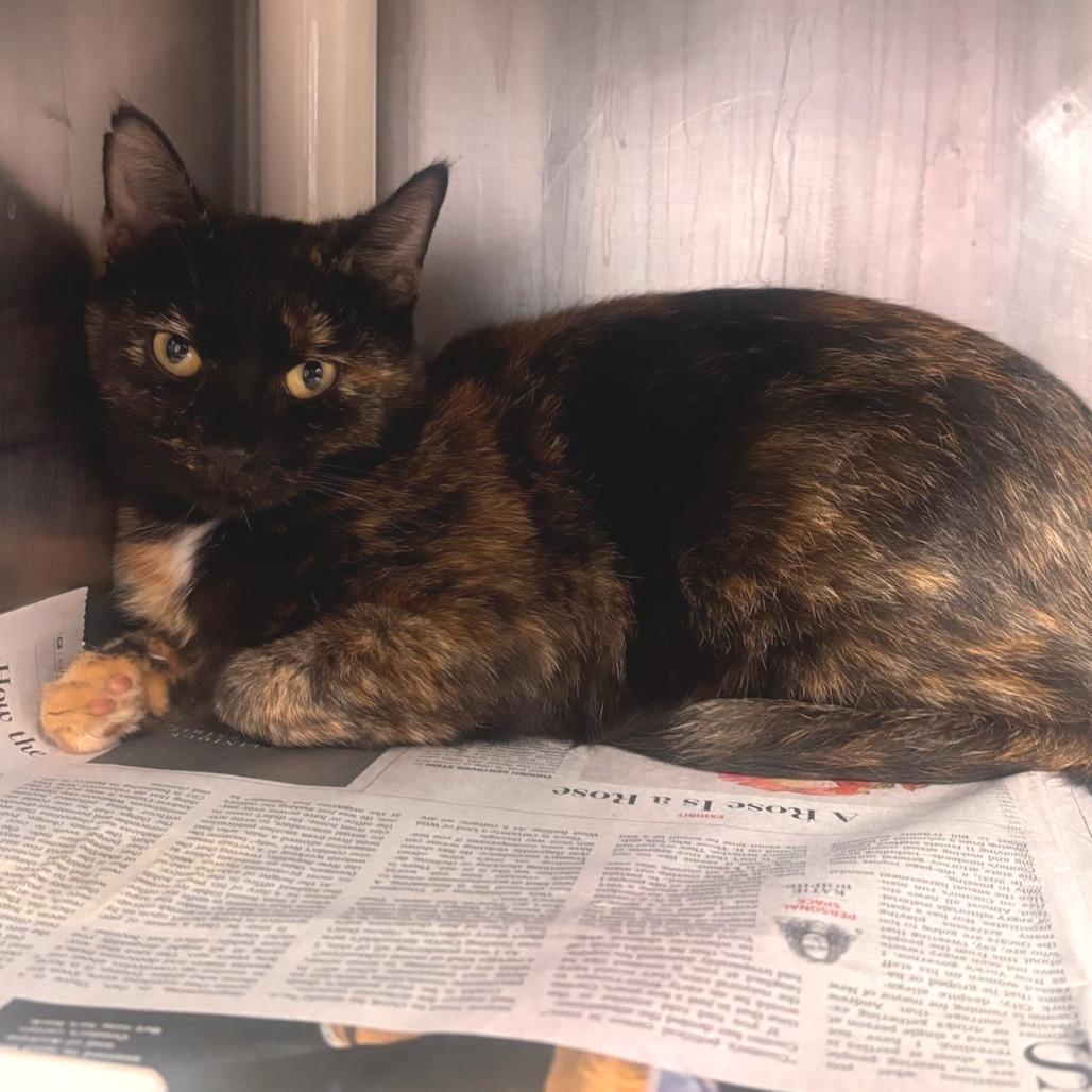 Lanney - Petsmart Belleville
