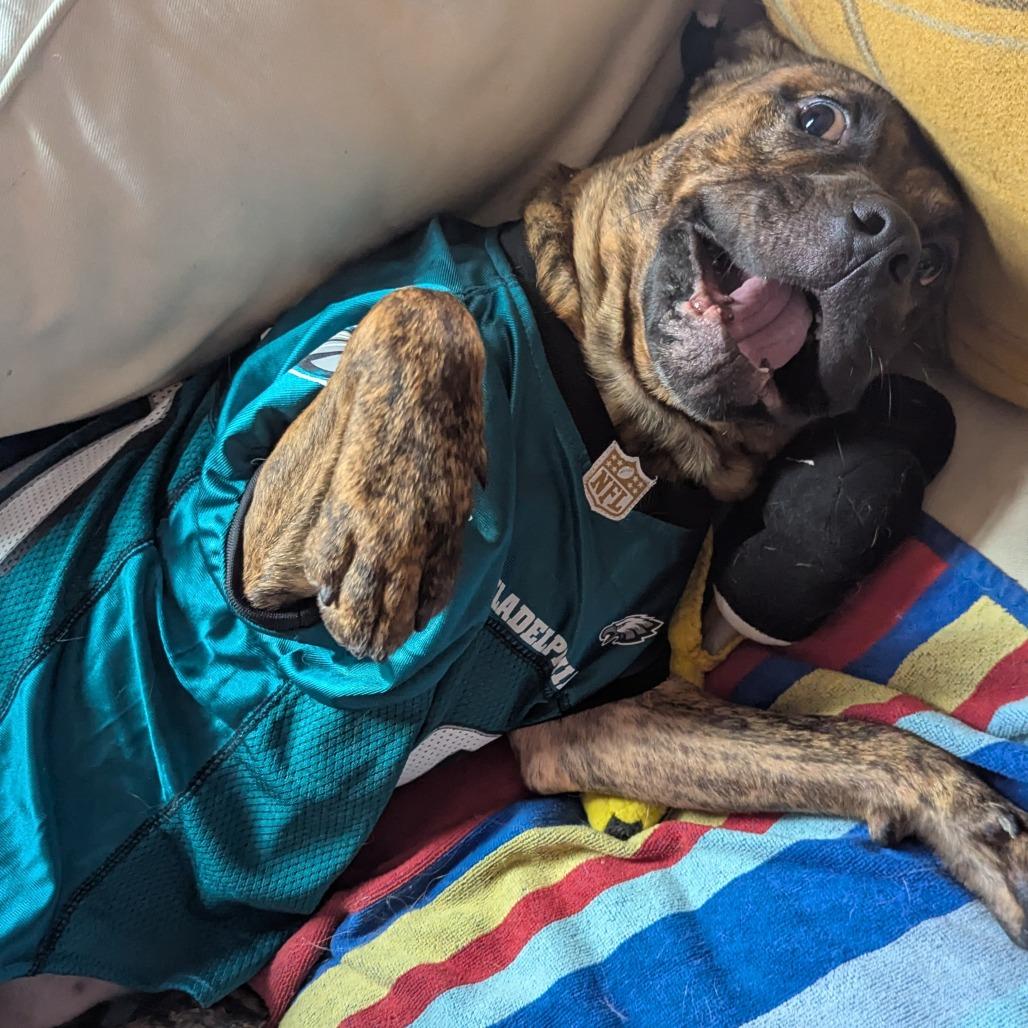 Rolo