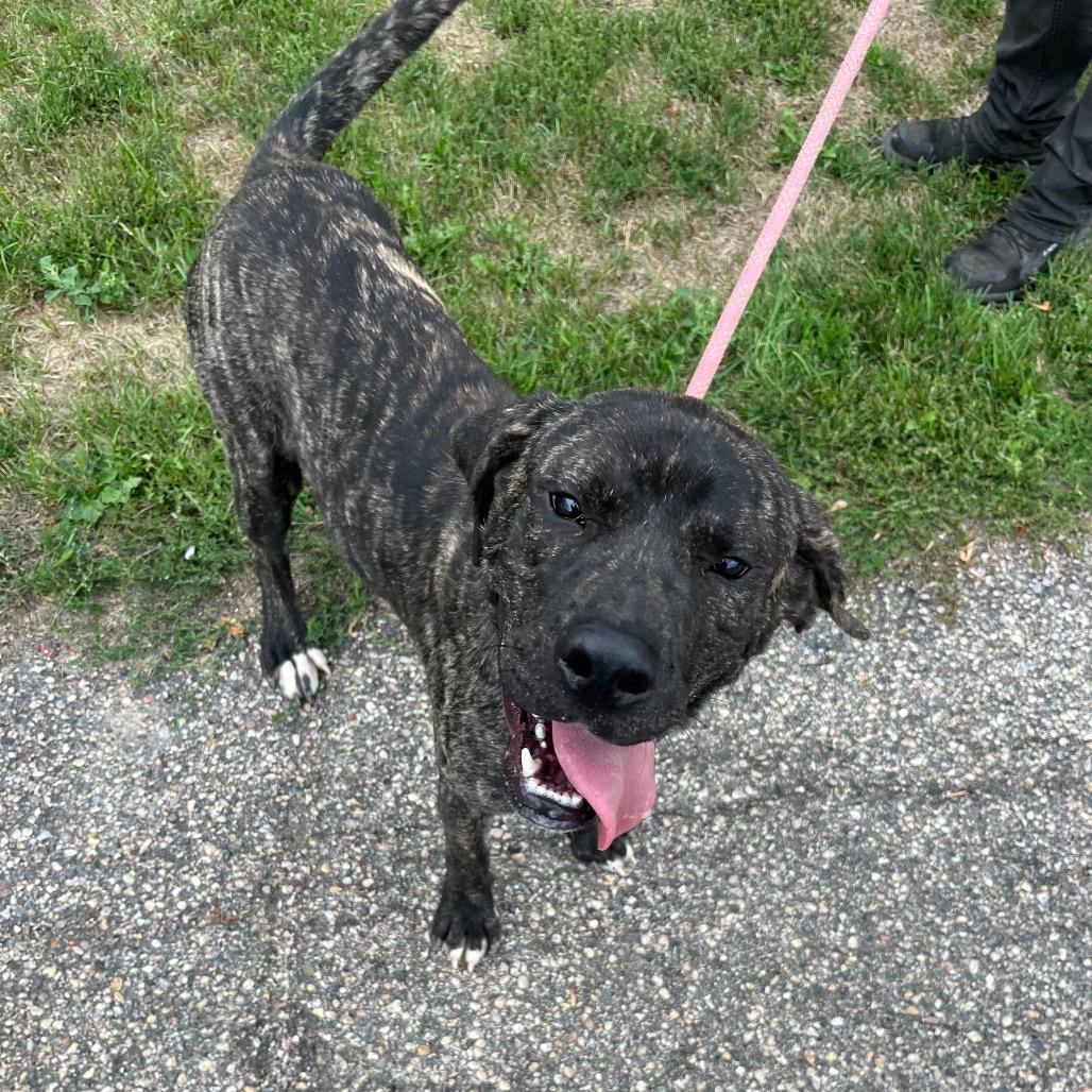 Otis