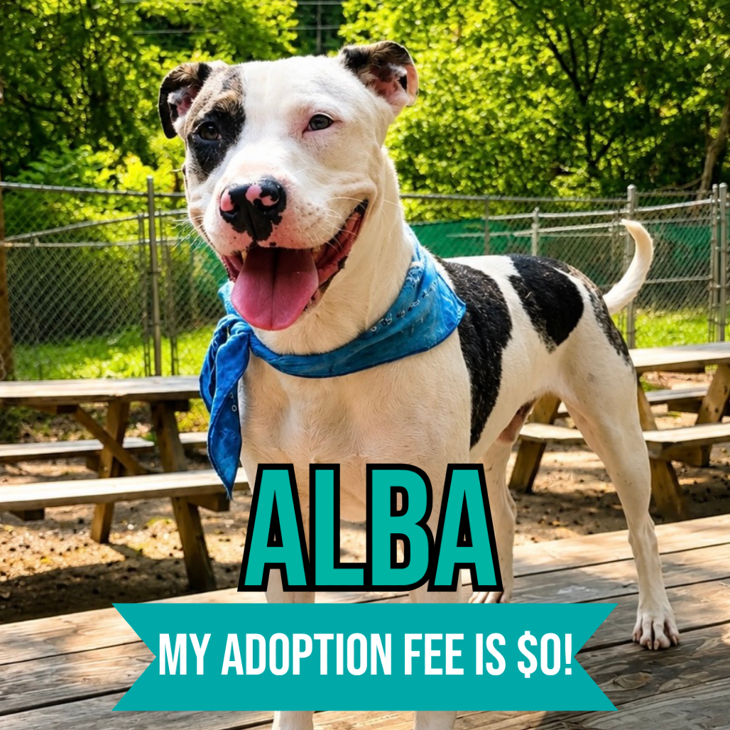 Alba